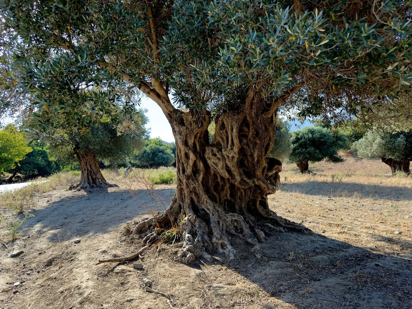 Casale in pietra con oliveta a Pietrapiana – Foto 7 di 9