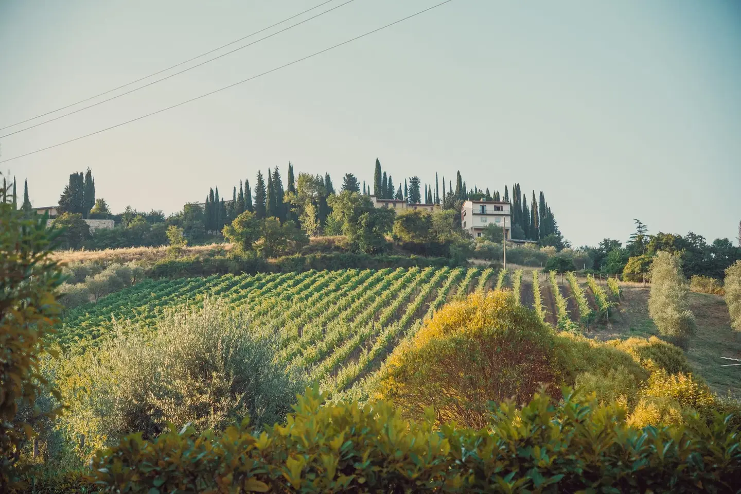 Il versante del Chianti, tra boschi e roseti